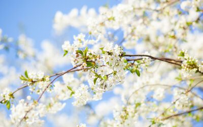 Navigating Spring Time Allergies and Injuries in Fresno